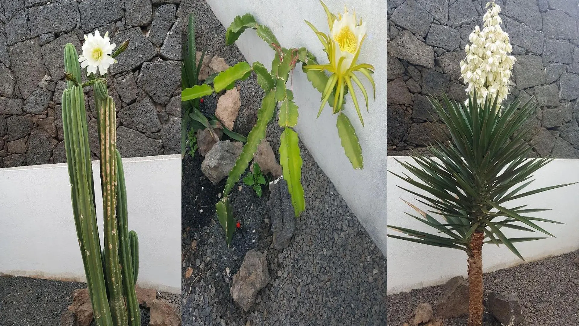公寓 Casa Roja 3 Tias - Quiet Resort, Central, Parking